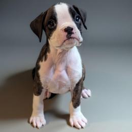 Zira - Brindle female Boxer puppy in Mountain Home, Idaho from LJK Boxers & Toy Aussies
