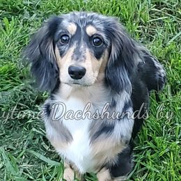Jolene - Dachshund