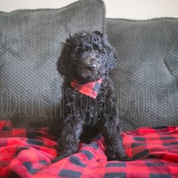 Goldendoodle Puppies from Doodle Me This Goldendoodles