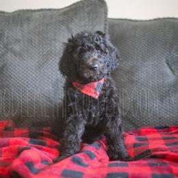Goldendoodle Puppies from Doodle Me This Goldendoodles