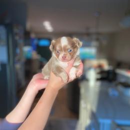 Bubbles - Blue and white female Chihuahua puppy in North Ridgeville, Ohio from Happy Pups