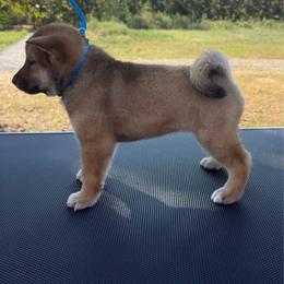 Twister - Red sesame female Shikoku Ken puppy in Charleston, West Virginia from Kiseki No Yama