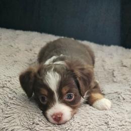 Male 3 - Red tri male Toy Australian Shepherd puppy in Missouri from MadCat Toy Aussies