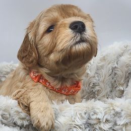 Orange Collar Girl - Goldendoodle puppy in Richmond, Virginia from Highland Grove Doodles, LLC