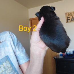 Shih Tzu Puppies from Karen Elliott