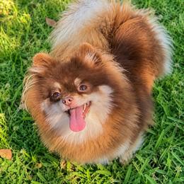 Pomeranian puppies from Kerrie’s Pomeranian