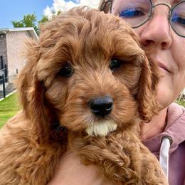 Chili - Red male Cavapoo puppy in Mona, Utah from Hearts Full of Puppies