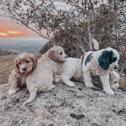 Goldendoodle Puppies from Goldendoodle Country