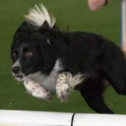 Border Collies from Top Gear