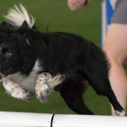 Border Collies from Top Gear