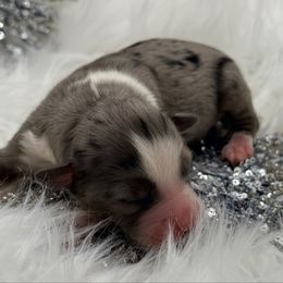 Dasher - Blue merle male Toy Australian Shepherd puppy in Blacksburg, South Carolina from Blue’s Family Aussies