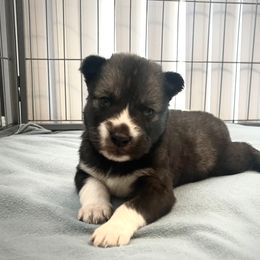 Siberian Husky Puppies from OAZS Pups