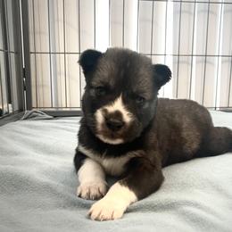 Siberian Husky Puppies from OAZS Pups
