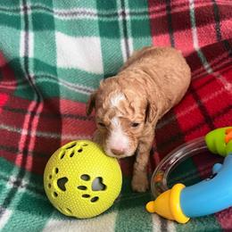 Colin - Red  male Poodle puppy in Winter Haven, Florida from Herdez’s Poodles