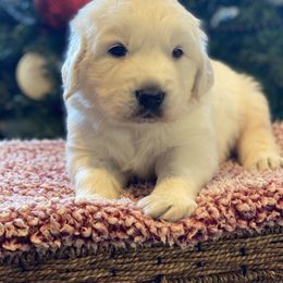 Golden Retriever Puppies from Luckie Puppies