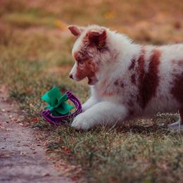 Australian Shepherd Puppies from Crystalbrook Aussies