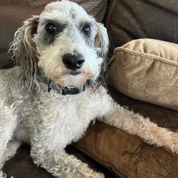 Jack - Silver male Goldendoodle puppy in Rockdale, Texas from Diva’s Darling Doodles