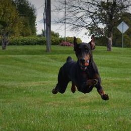 Doberman Pinschers from SolStorm Dobermanns