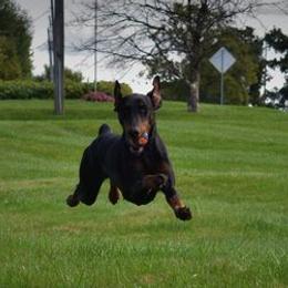Doberman Pinschers from SolStorm Dobermanns
