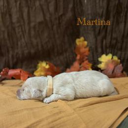 Martina - Golden female Golden Retriever puppy in Fruitland, Idaho from Bethel Retrievers