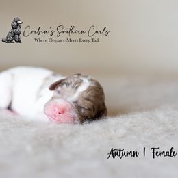 Goldendoodle and Poodle Puppies from Corbin’s Southern Curl’s