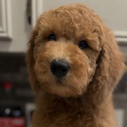 Goldendoodles and Poodles from Knightsbane Standard Poodles