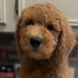 Goldendoodles and Poodles from Knightsbane Standard Poodles