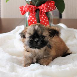 Yara - Gold female Shih Tzu puppy in Taylor, Michigan from Shih Bears