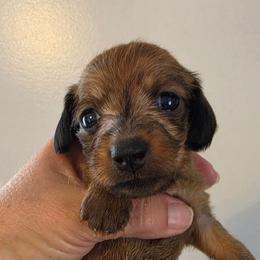 Lil Red - Red female Dachshund puppy in El Paso, Texas from Mells Weenies