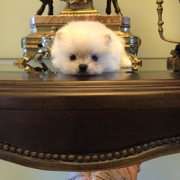 Pomeranian and Yorkshire Terrier Puppies from Dreaming Puppies