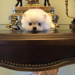 Pomeranian and Yorkshire Terrier Puppies from Dreaming Puppies