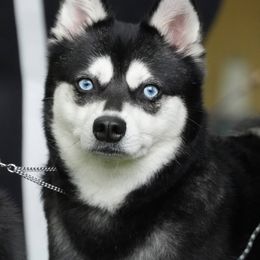 Alaskan Klee Kai puppies from Proper Klee Kai