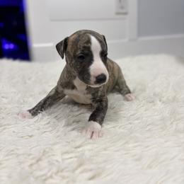 Bram - Fawn brindle male Whippet puppy in Fort Myers, Florida from Rainbow Whippets