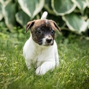 Soup - Sporty Mix puppy in Burnsville, Minnesota from Puzzle Dogs