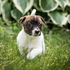 Soup - Sporty Mix puppy in Burnsville, Minnesota from Puzzle Dogs
