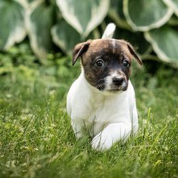 Soup - Sporty Mix puppy in Burnsville, Minnesota from Puzzle Dogs