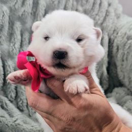 Aurora - White female Samoyed puppy in Downey, Idaho from Seven Diamond Samoyeds