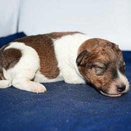 Moose - White and tan male Wire Fox Terrier puppy in Draper, Virginia from Shady Oaks WFT