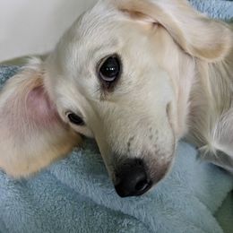 Dachshunds from Wiggle Waggle Weens