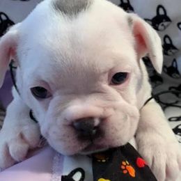 French Bulldogs from Best Freedom Frenchie