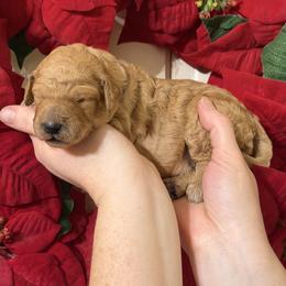 Phil Robertson - Red  male Poodle puppy in Fairfield, North Carolina from Leaning T Ranch