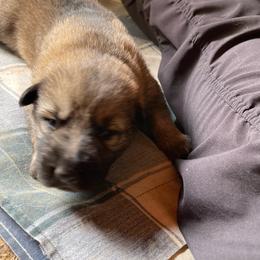 Boy 3 - Sable male German Shepherd puppy in Greenwood, South Carolina from Malone’s Palmetto Puppies