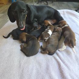 Dachshund puppies from Elena's Miniature Dachshunds
