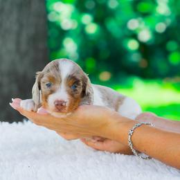 Tui - Dapple male Dachshund puppy in Fort Myers, Florida from Blossom Paws