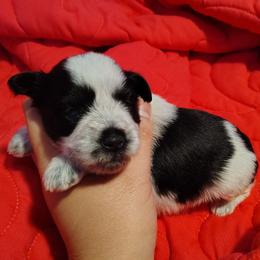 Dash - Parti male Miniature Schnauzer puppy in Florida from Central Florida Schnauzers