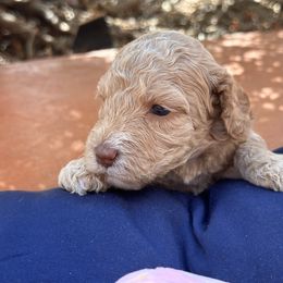 Florentina - Caramel ice female Australian Labradoodle puppy in Alamo, Texas from QuiSal Labradoodles
