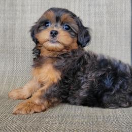 Tiana - Silver gold and white female Shihpoo puppy in Limestone, Tennessee from Pilot Hill Teddy Bear Puppies