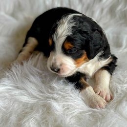 Black Tri with deep red markings - Black tri-color male Aussiedoodle puppy in Parma, Idaho from Arena Valley Acres