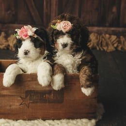 Bernedoodle Puppies from Country Creek Doodles