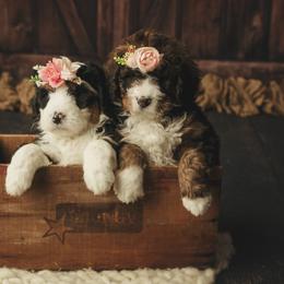 Bernedoodle Puppies from Country Creek Doodles